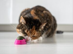 Decoding Your Cat’s Behavior: What They’re Really Trying to Tell You