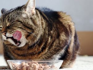 Family Pet Food Center: A Comprehensive Guide to Nourishing Your Pets