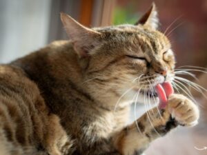 Amore Pet Grooming: Your Pet’s Ultimate Spa Experience