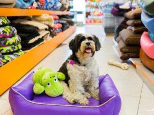 Pet Sitting Business Cards: Your Ultimate Guide to Making a Lasting Impression