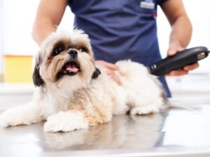 Understanding Pet Grooming Costs: A Comprehensive Guide