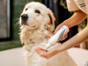 Angels Pet Grooming: Everything You Need to Know to Pamper Your Pet