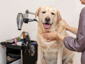 Why Hiring a Pet Sitter is the Best Choice for Your Furry Friend