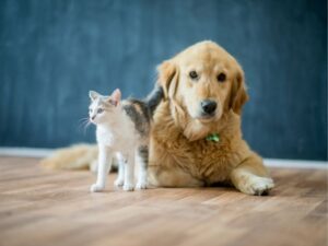 The Art and Importance of Pet Grooming: Keeping Your Furry Friends Happy and Healthy