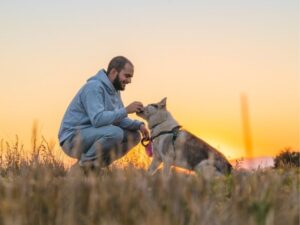 Animal Shelter: A Safe Haven for Our Furry Friends