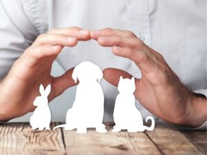 The Joy and Responsibility of Pet Sitting: A Guide for Animal Lovers