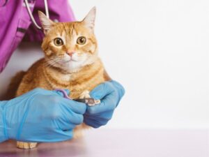 Best Friends Animal Hospital: Your Pet’s Second Home
