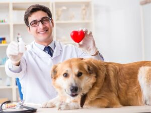 Pampered Pets and Trusted Hands: Discovering Exceptional Quad City Pet Care