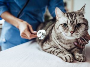 Meadows Pet Care: Providing Compassionate and Reliable Services for Your Beloved Pets