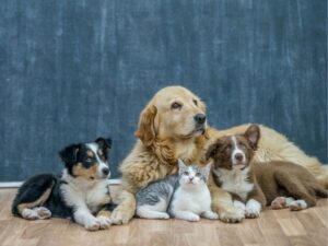 Emergency Animal Hospital: A Lifesaver for Your Pet