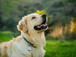 When Every Second Counts: Discovering Trusted Pet Urgent Care of Montgomery