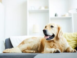 Revolutionizing Pet Management: The Power of Animal Care Software