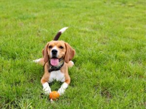 Understanding Animal Shelters: How They Help and Why They Matter