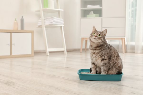 Cat care