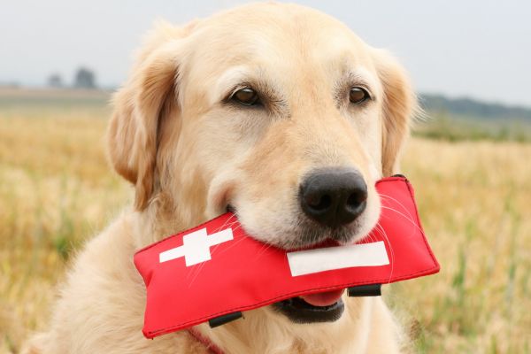 first aid for pet injuries