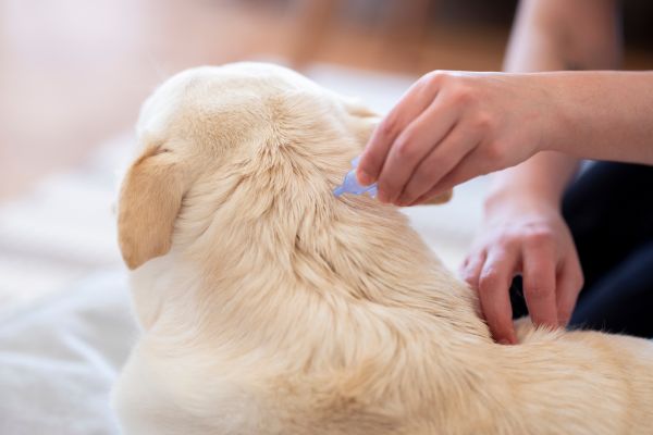 preventive care for pets