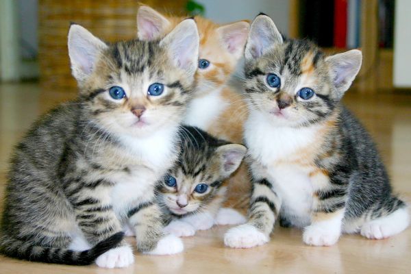 High-protein cat food for active cats