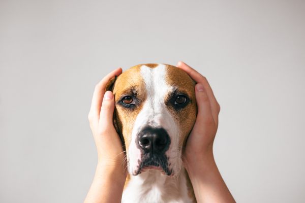 dogs ears smell
