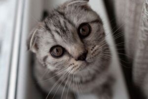 Top 10 Most Popular Cat Breeds: Furry Friends Everyone Loves