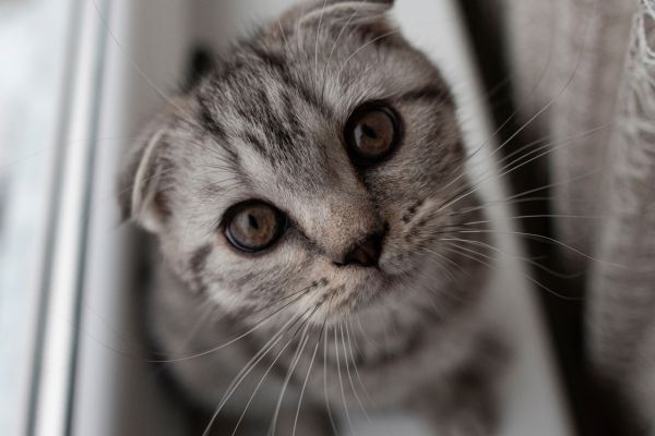 popular cat breeds