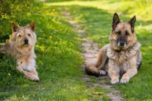 Mixed Breed vs Purebred Dogs: Which Is Right for You?