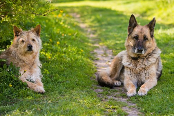 mixed breed vs purebred dogs