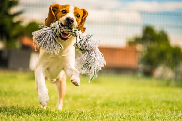 dog behavior modification techniques