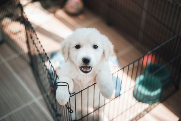 puppy potty training tips