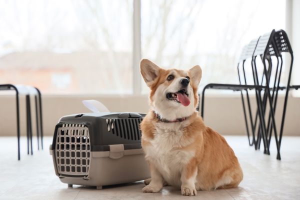 top pet carriers for travel