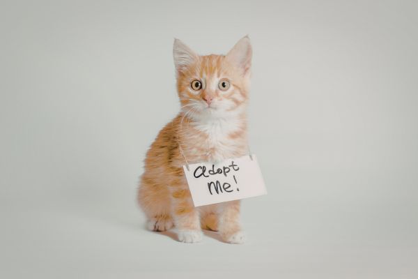 choosing the right rescue pet