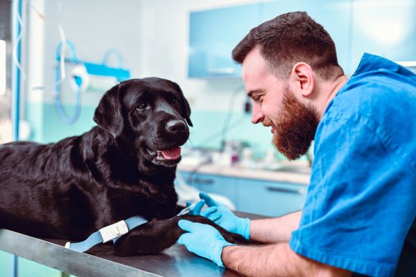 questions to ask your vet