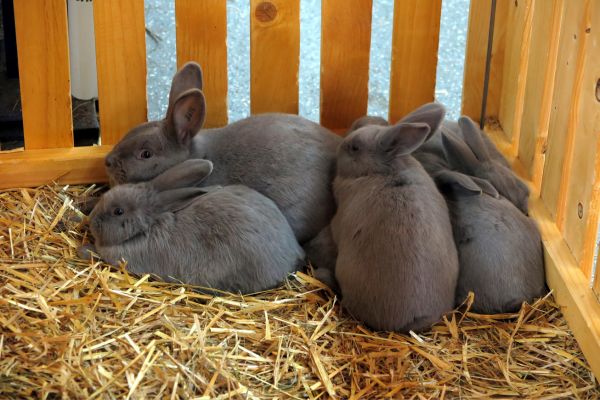 how to build exotic pet enclosures