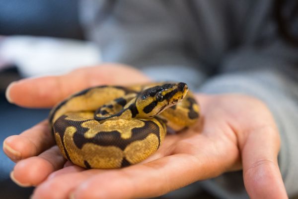 how to care for pet snakes