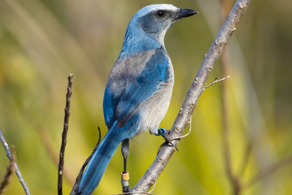 Endangered birds