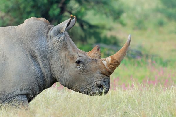 Endangered species