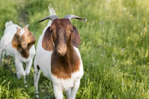 goat farming tips