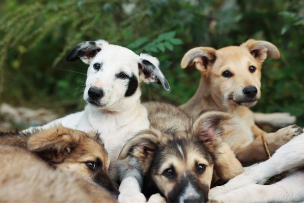 help stray animals in your community