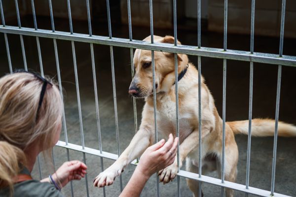 volunteer at animal shelters