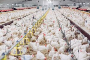 Factory Farming: Consequences & Animal Welfare Issues