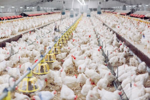 Factory farming