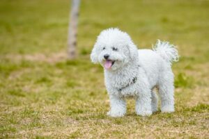 Best Low-Shedding Dog Breeds for UK Homes and Allergy Sufferers