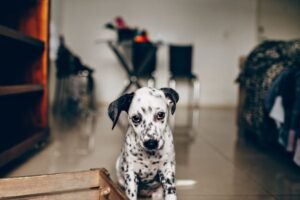 Puppy Proofing Checklist: Making Your UK Home Safe for a New Puppy