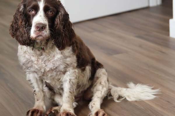 best family dog breeds uk