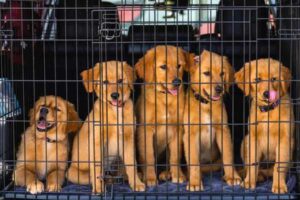 Crate Training a Puppy in the UK: A Gentle Guide