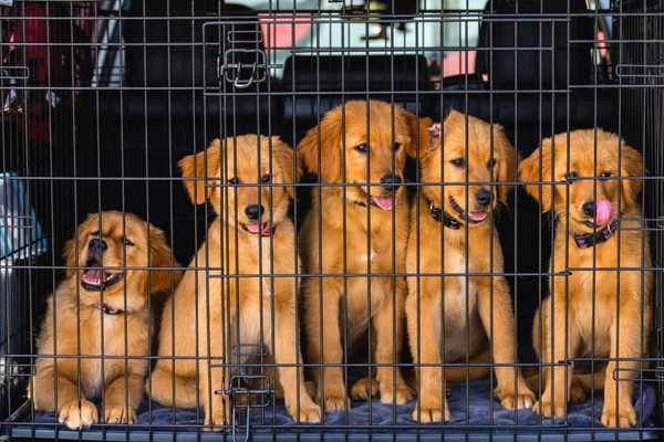 crate training a puppy uk