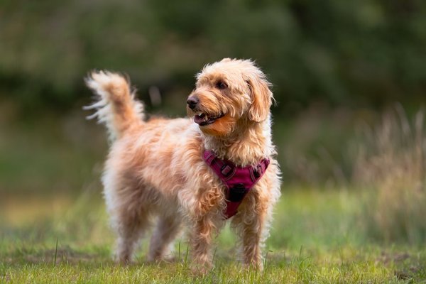 designer crossbreed dogs popularity uk