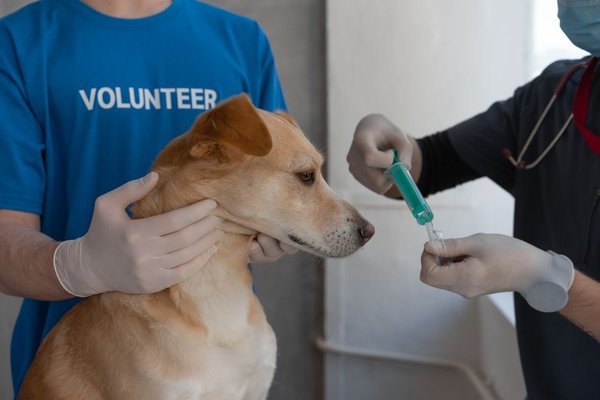 dog vaccination schedule uk