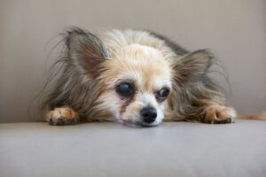 Signs of Arthritis in Ageing Dogs and How to Ease Their Discomfort