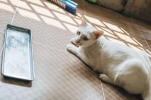 Where to Put a Cat Litter Tray: Placement Tips