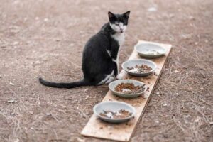 How Often Should You Feed a Cat? A Practical Guide
